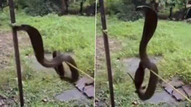 Viral Video: рд░рд╕реНрд╕реА рдкрд░ рдХреБрдВрдбрд▓реА рдорд╛рд░рдХрд░ рдмреИрдард╛ 6 рдлреАрдЯ рдХрд╛ рдмреНрд▓реИрдХ рдХреЛрдмрд░рд╛, рд▓реЛрдЧреЛрдВ рдХреЛ рджреЗрдЦрдХрд░ рдлрди рдлреИрд▓рд╛рдХрд░ рдлреБрдлрдХрд╛рд░рдиреЗ рд▓рдЧрд╛, рд▓рд▓рд┐рддрдкреБрд░ рдХрд╛ рд╡реАрдбрд┐рдпреЛ рдЖрдпрд╛ рд╕рд╛рдордиреЗ