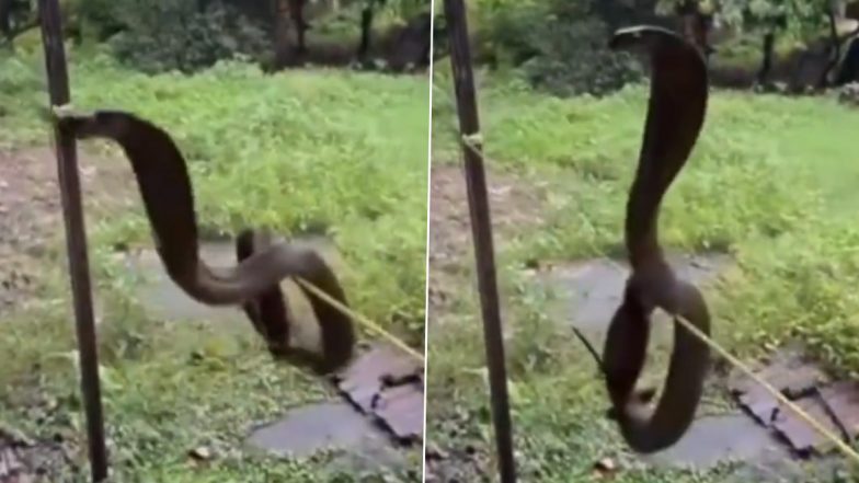 Viral Video: रस्सी पर कुंडली मारकर बैठा 6 फीट का ब्लैक कोबरा, लोगों को देखकर फन फैलाकर फुफकारने लगा, ललितपुर का वीडियो आया सामने
