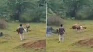 Gujarat: शिकार करते हुए शेर का वीडियो बना रहा था शख्स, बाल-बाल बचा- देखें वायरल वीडियो