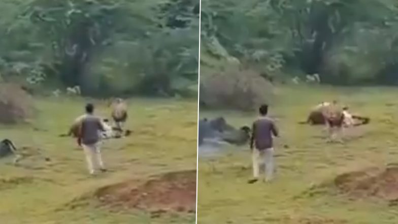 Gujarat: शिकार करते हुए शेर का वीडियो बना रहा था शख्स, बाल-बाल बचा- देखें वायरल वीडियो