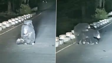 Heart-Melting Video: एमपी के शहडोल में तेज़ रफ़्तार गाड़ी की चपेट में आए घायल बच्चे की मदद करती दिखी मां भालू, देखें दिल छू लेनेवाला वीडियो
