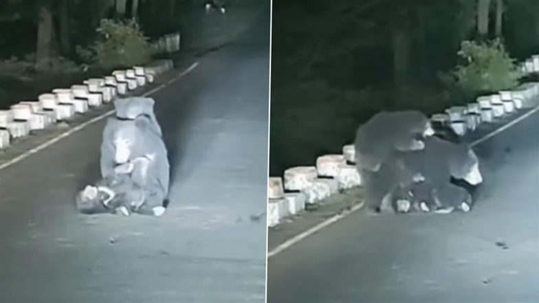 Heart-Melting Video: एमपी के शहडोल में तेज़ रफ़्तार गाड़ी की चपेट में आए घायल बच्चे की मदद करती दिखी मां भालू, देखें दिल छू लेनेवाला वीडियो