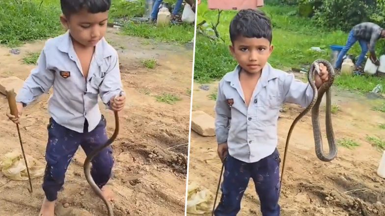 Snake Video: छोटे से बच्चे ने नंगे हाथ पकड़ा लिया खतरनाक सांप, देखें दिल दहला देने वाला वीडियो
