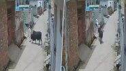 Bull Attack: मंदिर जा रहे बुजुर्ग पर सांड ने किया हमला, सींगों से उठाकर फेंका, बागपत जिले का वीडियो आया सामने; VIDEO