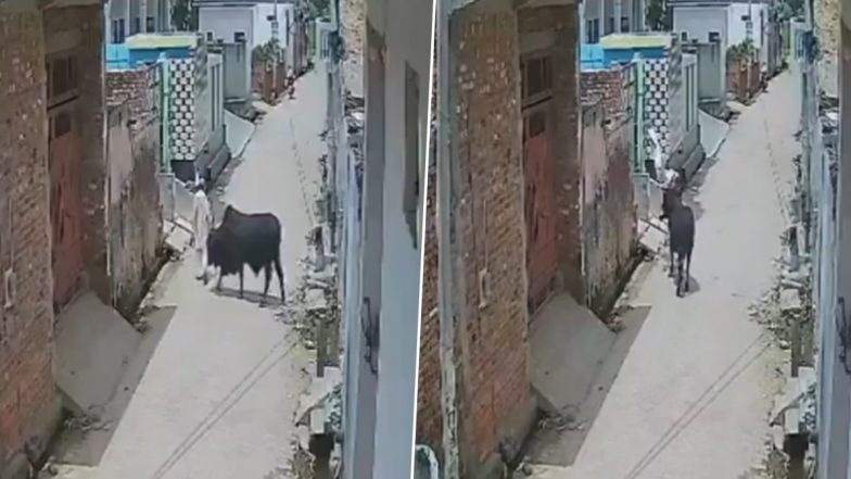 Bull Attack: मंदिर जा रहे बुजुर्ग पर सांड ने किया हमला, सींगों से उठाकर फेंका, बागपत जिले का वीडियो आया सामने; VIDEO
