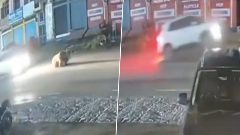Bilaspur Shocker: तेज रफ्तार कार का कहर! सड़क पर बैठे सांड पर चढ़ा दी गाड़ी, हिमाचल के बिलासपुर का VIDEO आया सामने