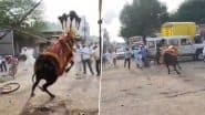 Latur: पोले के उत्सव में पटाखों की आवाज सुनकर बैल बौखलाया, जमकर मचाया उत्पात, 1 शख्स हुआ घायल, लातूर का VIDEO आया सामने