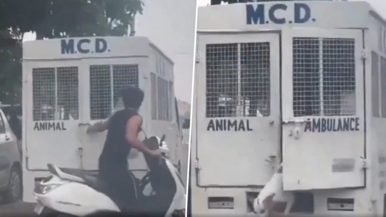 Delhi: आवारा कुत्तों को ले जा रही एम्बुलेंस का एक युवक ने खोल दिया दरवाजा, दिल्ली का वीडियो सोशल मीडिया पर हुआ वायरल; VIDEO
