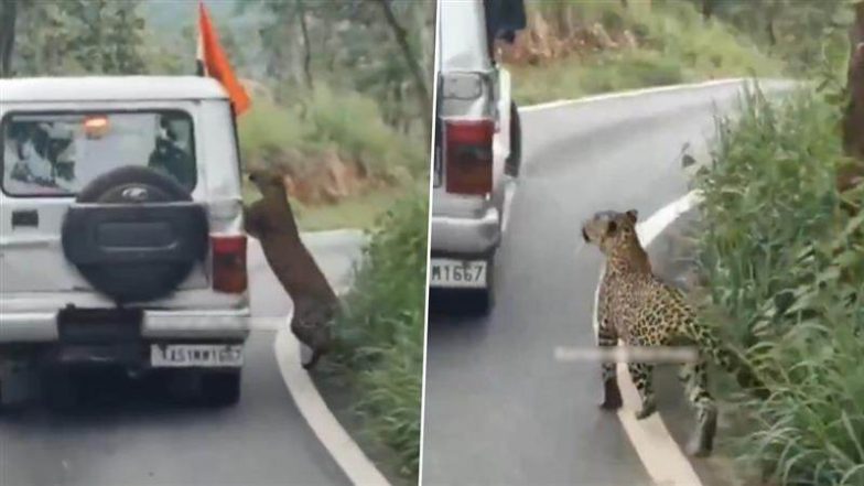 Bengaluru Shocker: बेंगलुरु के बन्नेरघट्टा सफारी में चीते का हमला, 13 साल का बच्चा घायल; सामने आया भयावह VIDEO
