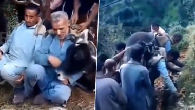 Real-Life Heroes: 200 किलो की बीमार गाय को पीठ पर उठाकर अस्पताल ले गए दो भाई, समर्पण देख लोग हुए भावुक