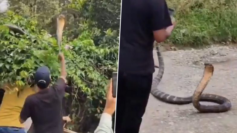King Cobra in Dehradun: देहरादून के भाऊ वाला गांव में झाड़ियों में छिपकर बैठा था किंग कोबरा, रेस्क्यू करने के दौरान किया हमला, VIDEO आया सामने