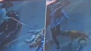 Viral Video: कुत्ते ने मचाया कोहराम! पहले गाय को काटा, फिर बचाने आये व्यक्ति को भी