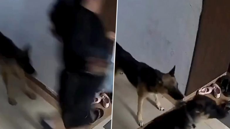 Dog Attack: पालतू कुत्ते ने किया युवती पर हमला, गाजियाबाद के राजनगर एक्सटेंशन का वीडियो आया सामने; VIDEO