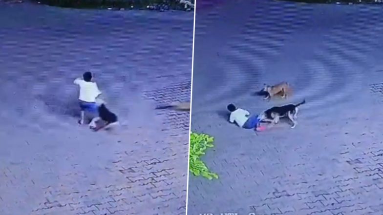 Bhopal Dog Attack: भोपाल में आवारा कुत्ते हुए खूंखार, मासूम बच्ची को बनाया शिकार; कैमरे में कैद हुआ भयावह VIDEO