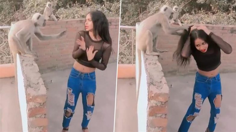 Girl-Monkey Reel: लंगूर के सामने रील बना रही थी लड़की, हो गया बवाल, बालों का बुरा हुआ हाल