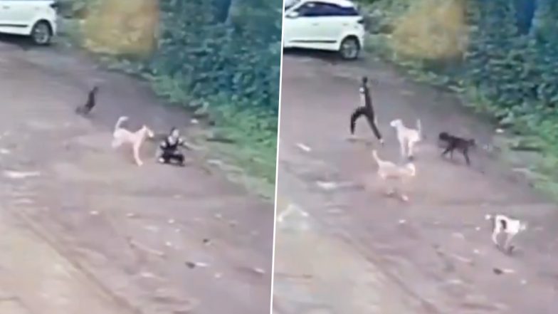 Dog Attack: आवारा कुत्तों के झुंड ने किया 10 साल की बच्ची पर हमला, पैर पर काटा, मध्य प्रदेश के खरगोन का वीडियो आया सामने; VIDEO