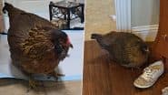 World's Oldest Chicken: गिनीज़ रिकॉर्ड धारक 'पर्ल' ने पूरे किए 14 साल, बनी दुनिया की सबसे बूढ़ी मुर्गी