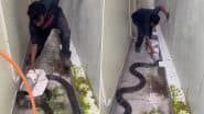 Man Catches Huge King Cobra: शख्स ने पाइप की मदद से पकड़ा विशालकाय किंग कोबरा, वीडियो देख शॉक में लोग