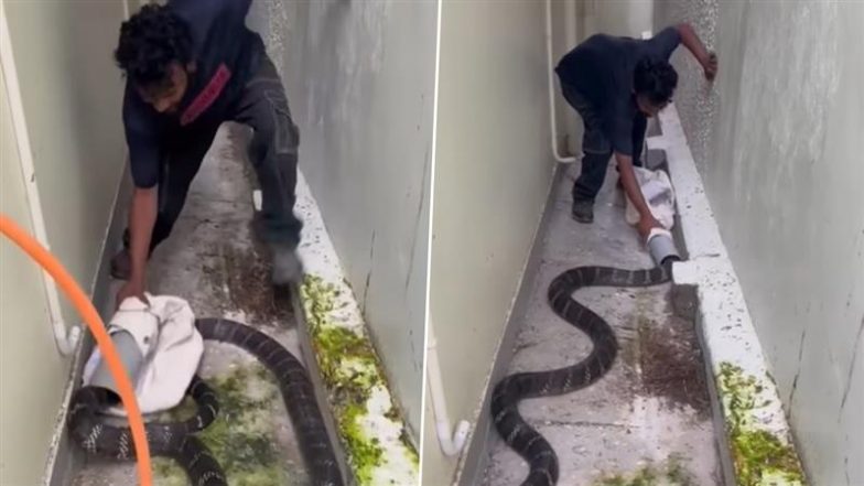 Man Catches Huge King Cobra: शख्स ने पाइप की मदद से पकड़ा विशालकाय किंग कोबरा, वीडियो देख शॉक में लोग