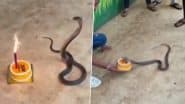 Snake Birthday Celebration: पागलपन की हद है! युवक ने जहरीले सांप का मनाया बर्थडे, केक काटा और कैंडल जलाई, धुले की घटना से लोग हैरान; VIDEO