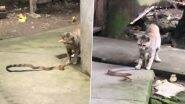 Cat Vs Snake: कोबरा को मिली करारी टक्कर, बिल्ली की बहादुरी का वीडियो वायरल