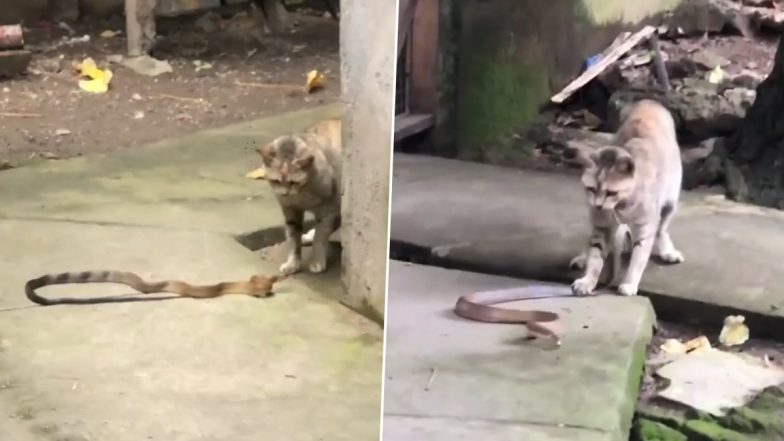 Cat Vs Snake: कोबरा को मिली करारी टक्कर, बिल्ली की बहादुरी का वीडियो वायरल