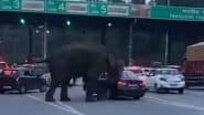 The Elephant Created Havoc: देहरादून हरिद्वार हाईवे पर हाथी ने मचाया तांडव, कार पर किया हमला, वीडियो आया सामने; VIDEO