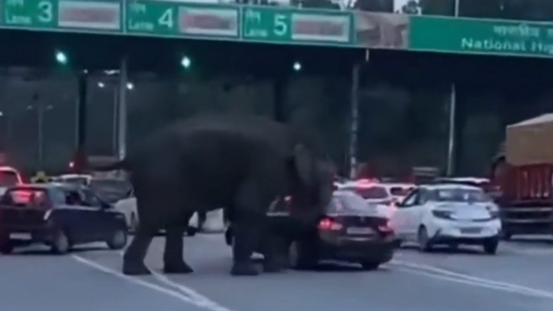 The Elephant Created Havoc: देहरादून हरिद्वार हाईवे पर हाथी ने मचाया तांडव, कार पर किया हमला, वीडियो आया सामने; VIDEO