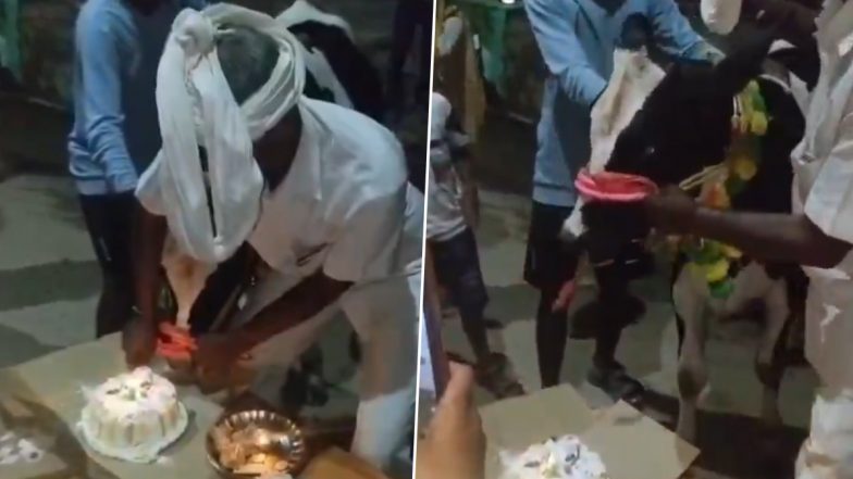Auraiya: किसान ने केक काटकर मनाया बछड़े का पहला जन्मदिन, देखें दिल छू लेने वाला पल