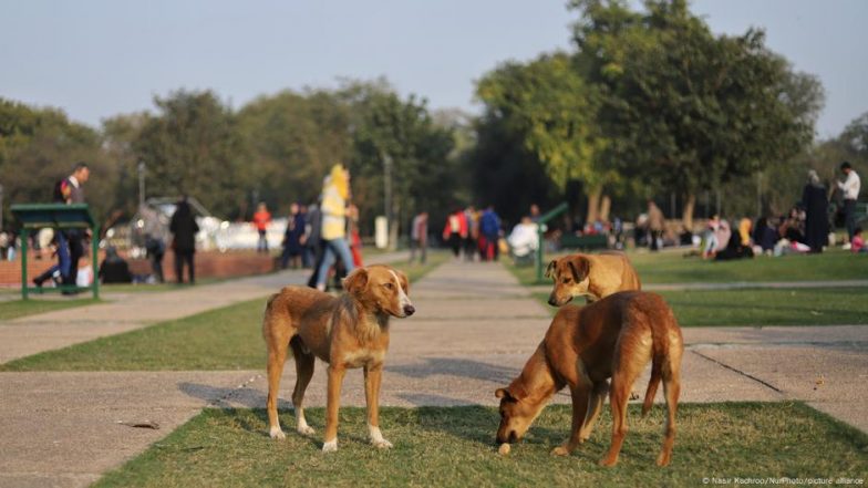 भारत: लाखों आवारा कुत्तों के लिए कैसे बनेगा शेल्टर