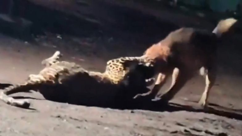 Dog vs Leopard: नासिक के निफाड़ में आवारा कुत्ते ने तेंदुए को दूर तक घसीटा, दिल दहला देनेवाला वीडियो आया सामने