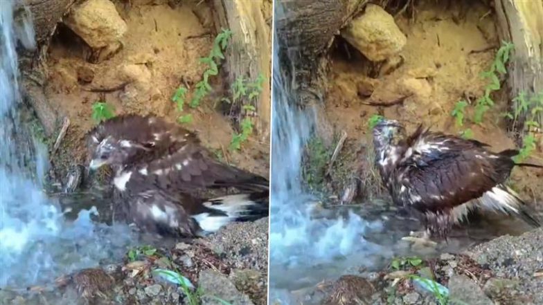 Viral Video: प्राकृतिक झरने के नीचे पानी पीता और नहाता दिखा गोल्डन ईगल, देखें पक्षियों के राजा का यह मनमोहक वीडियो