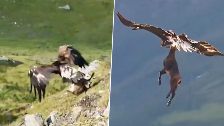 Viral Video: पहाड़ पर खाने की तलाश में भटक रहे नन्हे हिरण का चील ने किया शिकार, रोंगटे खड़े कर देगा यह खौफनाक मंजर