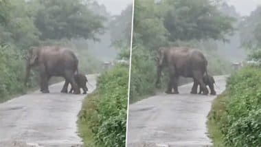 Viral Video: बच्चे को जन्म देने के बाद तेज बारिश में नवजात बछड़े के साथ चलने लगी हथिनी, दिल को छू लेने वाला वीडियो हुआ वायरल