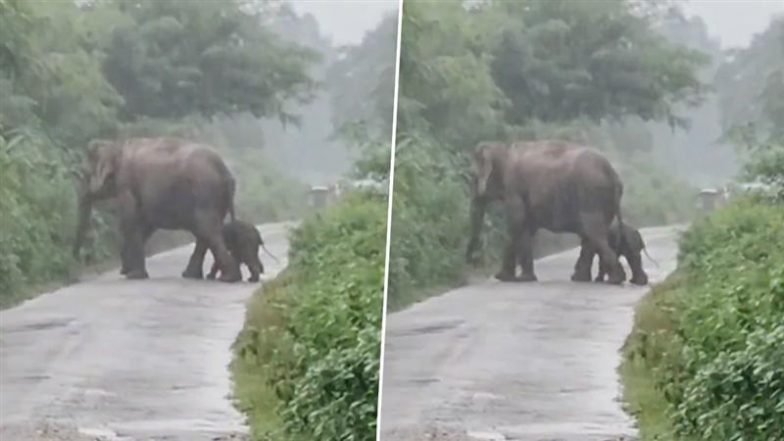 Viral Video: बच्चे को जन्म देने के बाद तेज बारिश में नवजात बछड़े के साथ चलने लगी हथिनी, दिल को छू लेने वाला वीडियो हुआ वायरल