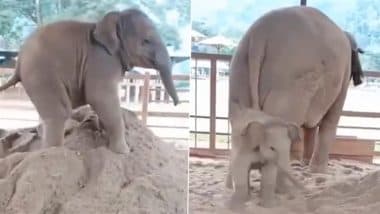Viral Video: रेत के टीले पर चढ़ता दिखा नन्हा हाथी, फिर नीचे खड़ी मां के पास आकर किया कुछ ऐसा... दिल जीत लेगा यह वीडियो Viral Video: रेत के टीले पर चढ़ता दिखा नन्हा हाथी, फिर नीचे खड़ी मां के पास आकर किया कुछ ऐसा... दिल जीत लेगा यह वीडियो