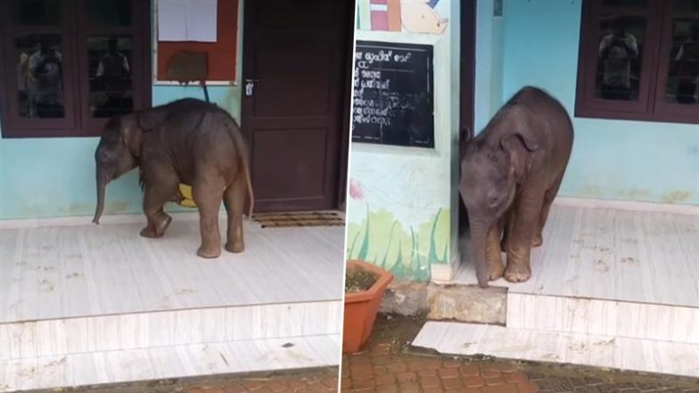 Baby Elephant Viral Video: केरल के स्कूल में अचानक से आ पहुंचा नन्हा हाथी, अपनी क्यूटनेस से जीता दिल