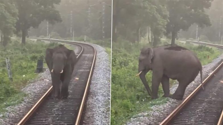 रेलवे ट्रैक से गुजर रहे हाथी के सामने आ गई तेज रफ्तार ट्रेन, फिर जो हुआ... Viral Video देख आप भी करेंगे लोको पायलट की तारीफ