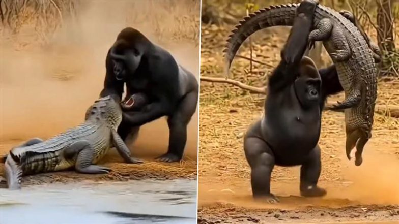 Viral Video: पानी के दैत्य मगरमच्छ और गोरिल्ला के बीच हुई खूनी लड़ाई, देखें क्या हुआ इसका अंजाम