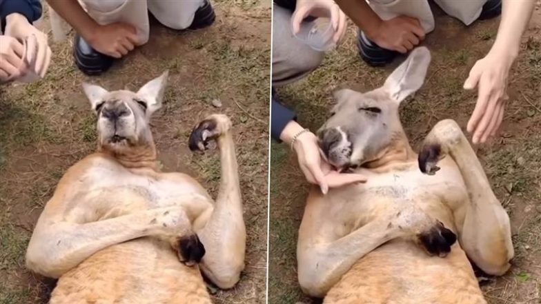 Viral Video: अटेंशन पाने के लिए कंगारू ने किया बेहोश होने का नाटक, नौटंकीबाज जानवर का मजेदार वीडियो हुआ वायरल