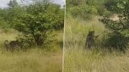 Viral Video: हिरण को दबोचने के लिए तेंदुए ने लगाई जबरदस्त छलांग, एक पल में शिकारी ने कर दिया शिकार का काम तमाम