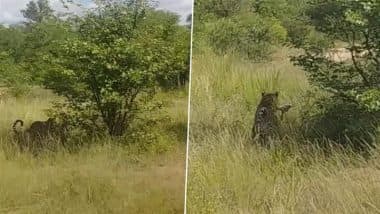 Viral Video: हिरण को दबोचने के लिए तेंदुए ने लगाई जबरदस्त छलांग, एक पल में शिकारी ने कर दिया शिकार का काम तमाम