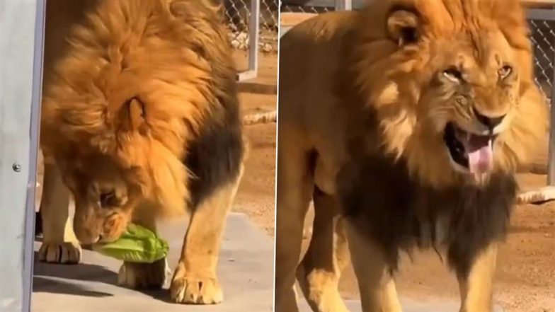 Viral Video: शेर ने जब पहली बार चखा सलाद, जंगल के राजा ने दिया ऐसा रिएक्शन&hellip; मजेदार वीडियो हुआ वायरल