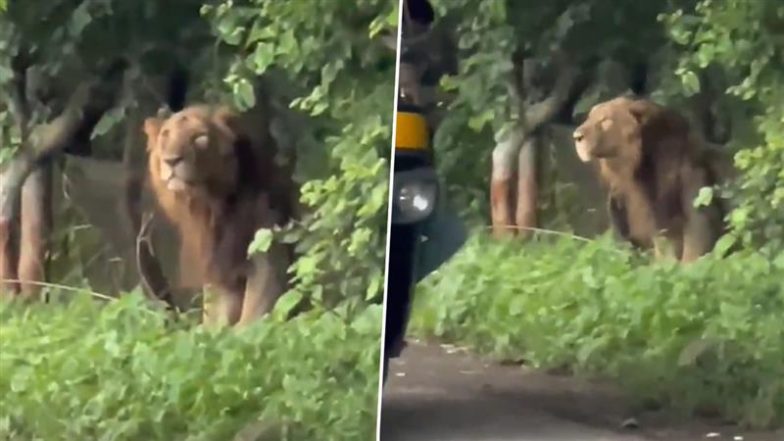 Viral Video: गुजरात के जूनागढ़ में व्यस्त सड़क से जा रहे लोगों के सामने अचानक से आ गया बब्बर शेर, फिर जो हुआ…