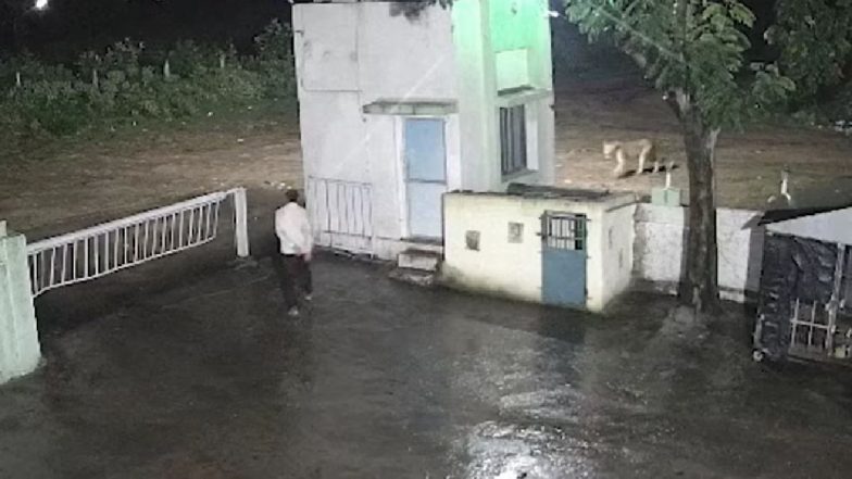 VIDEO: फैक्ट्री के गेट पर शख्स का शेर से हुआ आमना-सामना, फिर जो हुआ वो कैमरे में कैद हो गया
