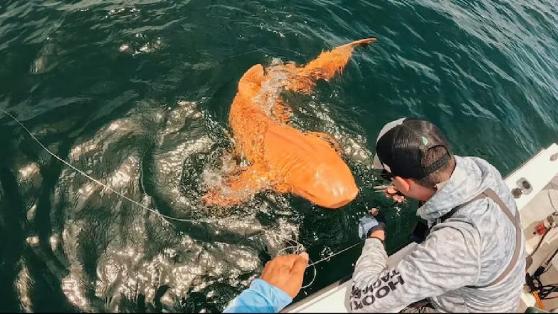 Orange Shark Photos: कोस्टा रिका में दिखी दुर्लभ नारंगी शार्क, विशेषज्ञों ने बताया इसके चमकीले रंग का राज