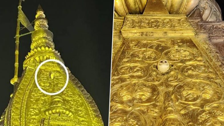 Rare White Owl: वाराणसी में काशी विश्वनाथ के स्वर्ण शिखर पर दिखा दुर्लभ सफेद उल्लू, लोग बोले- मां लक्ष्मी की कृपा का दिव्य संकेत