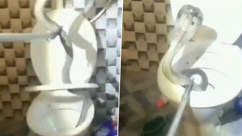 Jharkhand: कमोड में छुपकर बैठा था किंग कोबरा, हल्का होने गया शख्स तो नागराज को देखकर उड़ गए होश (Watch Video)