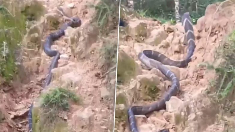 Viral Video: लोगों की आवाज सुनकर डर के मारे सहम गया विशालकाय किंग कोबरा, फिर जो हुआ… देखकर नहीं होगा यकीन