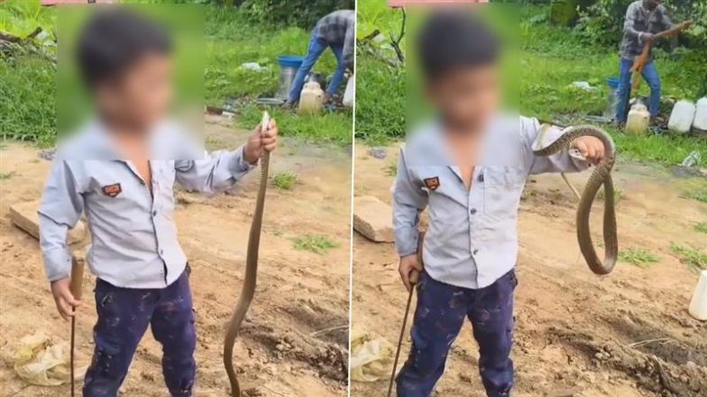 Viral Video: खिलौने की तरह सांप के साथ खेलता दिखा छोटा सा बच्चा, मासूम की दिलेरी देख छूटे लोगों के पसीने